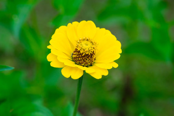 Beautiful yellow zinnia flower