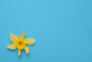  Yellow narcissus on colorful background.