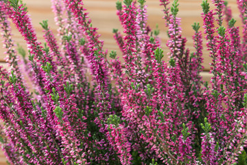 Background of a multicolored flowering heather plant.
