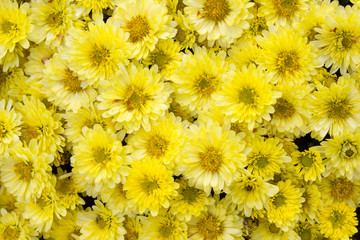 Yellow chrysanthemum, a bed, a fragment of landscape design