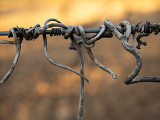 Vine tendril. Tendril detail on the wire.