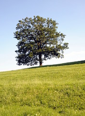 der Lindenbaum am Hang