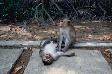 Monkeys on the road. Two Rhesus Macaque searching for things to steal from tourists. Wildlife. Animal, Travel concept.