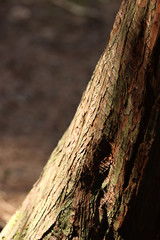 trunk of a tree