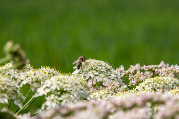 Blumenwiese mit Bienen
