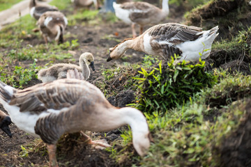 Adorable baby swan and family eating