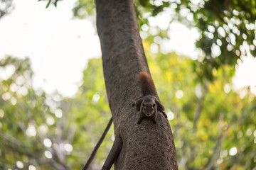 Brown squirrel on tree at spring