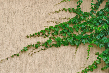 texture. relief concrete surface beige with leaves climbing plants