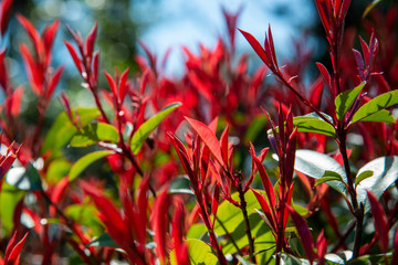 赤い植物