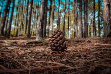 pine of logs in forest