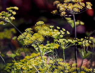fennel hard and healthy food,Fennel (Foeniculum vulgare) in growth at garden,Yellow flower of green dill (fennel) in garden as natural summer background,