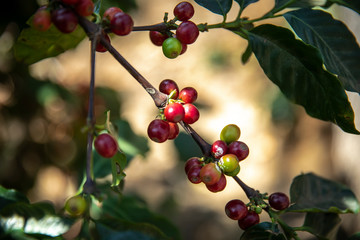 coffee berries in a coffee plant