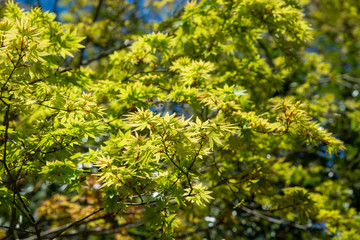 緑色の紅葉　日差しを浴びる