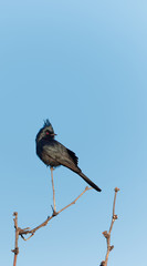 A phainopepla surveys his surroundings in Tucson, Arizona