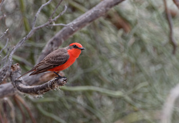 A vermilion flycatcher perches in Tucson. Arizona