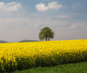 Rapsfelder