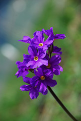 Kackarlar National Park ( Endemic Plants and flowers )  Rize Turkey