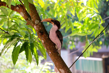 sri lankan grey hornbill on a mango tree