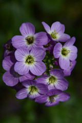 Kackarlar National Park ( Endemic Plants and flowers )  Rize Turkey