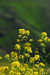 Kackarlar National Park ( Endemic Plants and flowers )  Rize Turkey