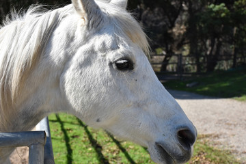 Close Up Side Profile of a White Horse in a Paddock