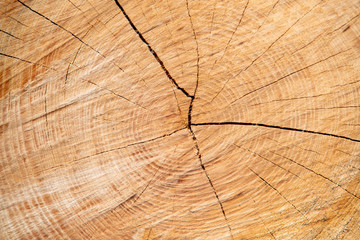 Fototapeta premium 丸太の断面