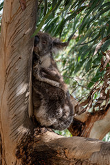 Koala, Phascolarctos cinereus, sleeping on a tree branch of Eucalyptus tree, Kennett River, Victoria, Australia