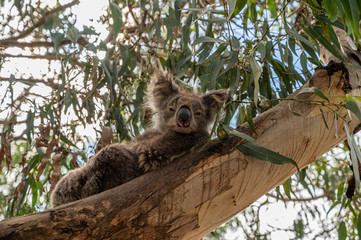 Koala, Phascolarctos cinereus, awake on a tree branch of Eucalyptus tree, Kennett River, Victoria, Australia