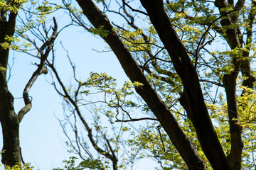 初夏の陽気　緑色の紅葉　日差しを浴びる
