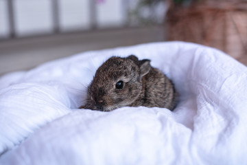 Naklejka premium Fluffy and cute baby rabbit sitting with a carrot in a petshop