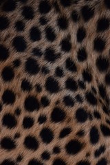black dot on the cheetah  