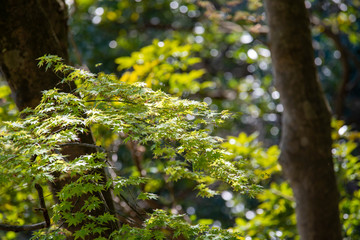 初夏の陽気　緑色の紅葉　日差しを浴びる