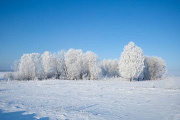 Frosty trees