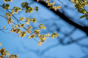 初夏の陽気　緑色の紅葉　日差しを浴びる