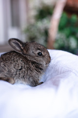 Fluffy and cute baby rabbit sitting with a carrot