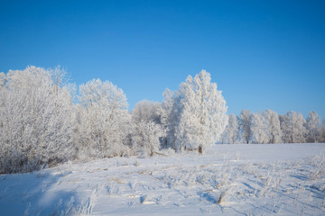 Frosty trees
