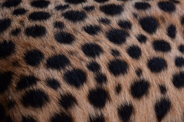 black dot on the cheetah  