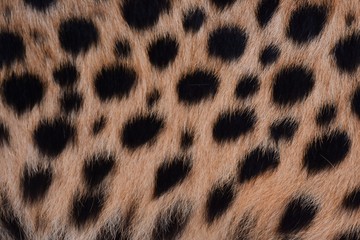 black dot on the cheetah  