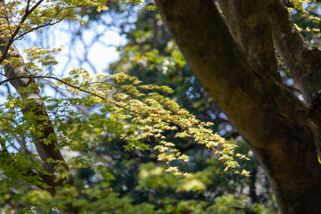 初夏の陽気　緑色の紅葉　日差しを浴びる
