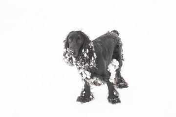 Spaniel dog having fun in snow