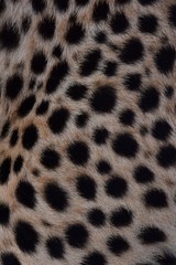 black dot on the cheetah  