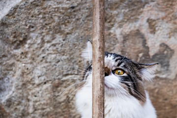 Chat blanc et tigré au poil angora, chat marrant