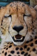 Skin patterns on Cheetah's face