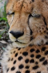 Skin patterns on Cheetah's face