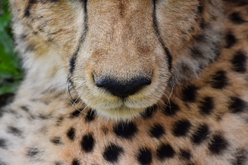Skin patterns on Cheetah's face