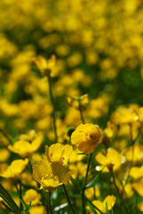 Obraz premium Kackarlar National Park ( Endemic Plants and flowers ) Rize Turkey