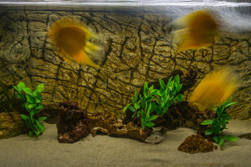 Yellow fast fishes in aquarium.