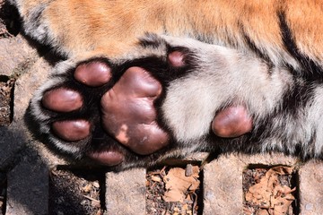 Dark brown little tiger paw