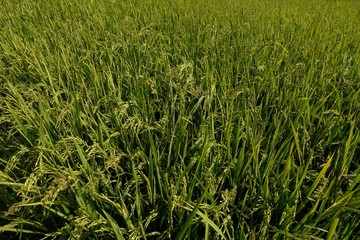 Fototapeta premium green grass in the field
