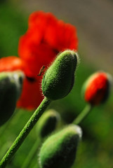 Kackarlar National Park ( Endemic Plants and flowers )  Rize Turkey